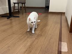 -有猫主题·治愈系猫咖(曾厝垵店)