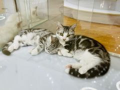 -COLOR PETS 撸猫馆·购猫·猫咖(长风大悦城店)