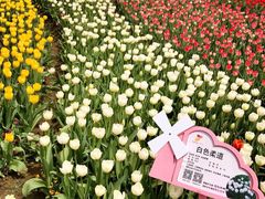 -荷兰花海