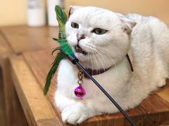 -李小姐の猫咖啡馆(五角场店)