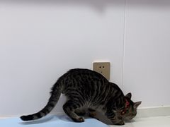 -天使宠物医院·犬猫分诊(彩虹店)