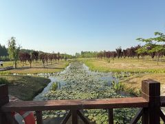 -黄海国家森林公园