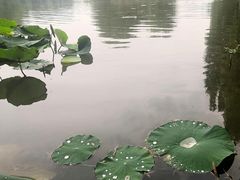 -西安浐灞国家湿地公园