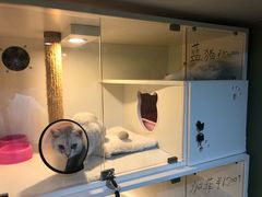 -李小姐の猫咖啡馆(五角场店)