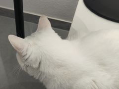 -琪喵猫屋·撸猫猫咖·猫舍
