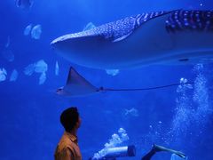 -烟台海昌鲸鲨海洋公园