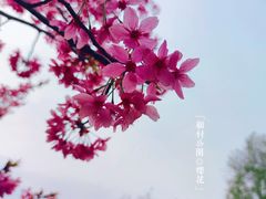 -顾村公园