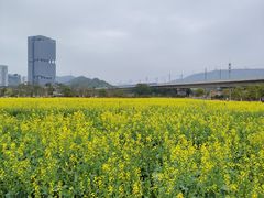 -光明小镇欢乐田园