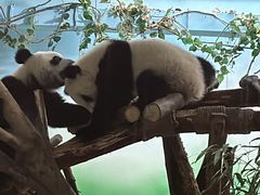 -成都大熊猫繁育研究基地