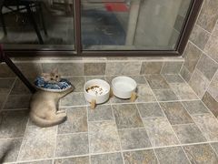 -东方名猫馆·英短金渐层布偶猫舍(环线广场1号楼店)