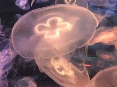 -乌鲁木齐海洋馆