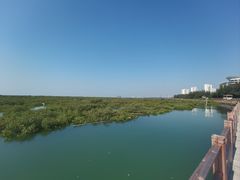 -北海金海湾红树林生态旅游区