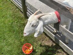 -前小桔亲子创意农场·草莓采摘·露营烧烤