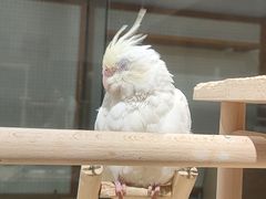 -吉丁鸟咖·异宠·寄养