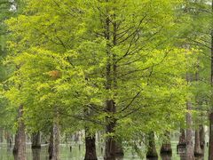 -白鹭湾湿地公园