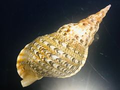 -青岛贝壳博物馆