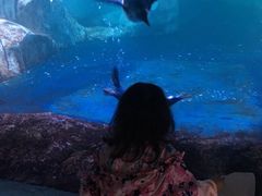 -暹罗海洋世界