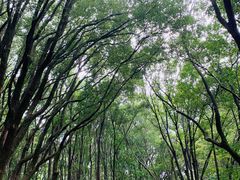 -紫霞湖公园