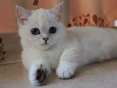 -lincat·猫舍(广州店)