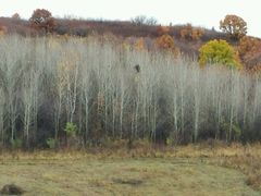 -塞罕坝国家级自然保护区