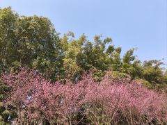 -望江楼公园