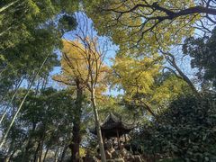 -秋霞圃