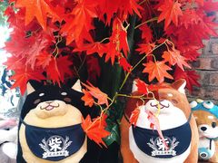 -柴犬高等学院·狗咖·柴犬售卖·宠物训练