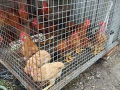 -马陆小张葡萄园农家乐