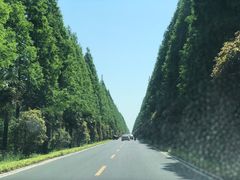 -黄海国家森林公园