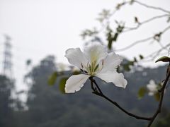 -东莞市大岭山森林公园