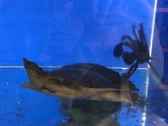 -瑞普利水族馆