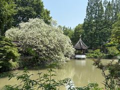 -上海醉白池公园