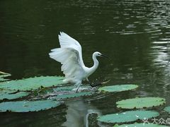 -新江湾城公园