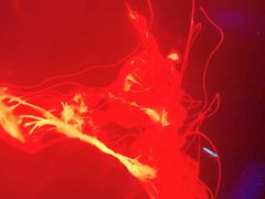 -芜湖新华联大白鲸海洋公园