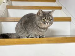 -爱佳宠物中心医院24H·CT·骨外科·猫专科(瑶海万达店)