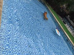 -汪说喵讲宠物乐园宠物酒店(红星美凯龙店)