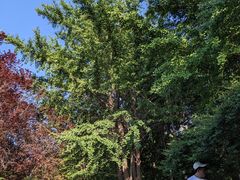 -广州白江湖森林公园