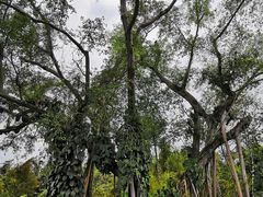 -瑞丽独树成林风景区