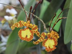 -中国科学院华南植物园