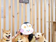-柴迷FANS CLUB·柴犬狗咖·猫咖