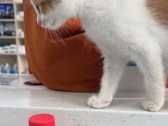 -博特宠物医院24h犬猫全科.骨科·异宠