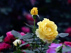 -肯德基(仙游店)