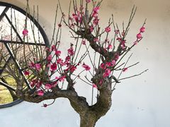 -香雪海