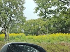 -西京湾花海