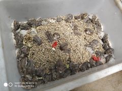 -中环花鸟鱼虫市场