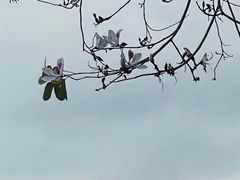 -梧桐山风景名胜区