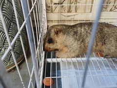 -楼上猫咖(罗湖店)