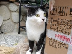 -喵屿·大理花园猫咖