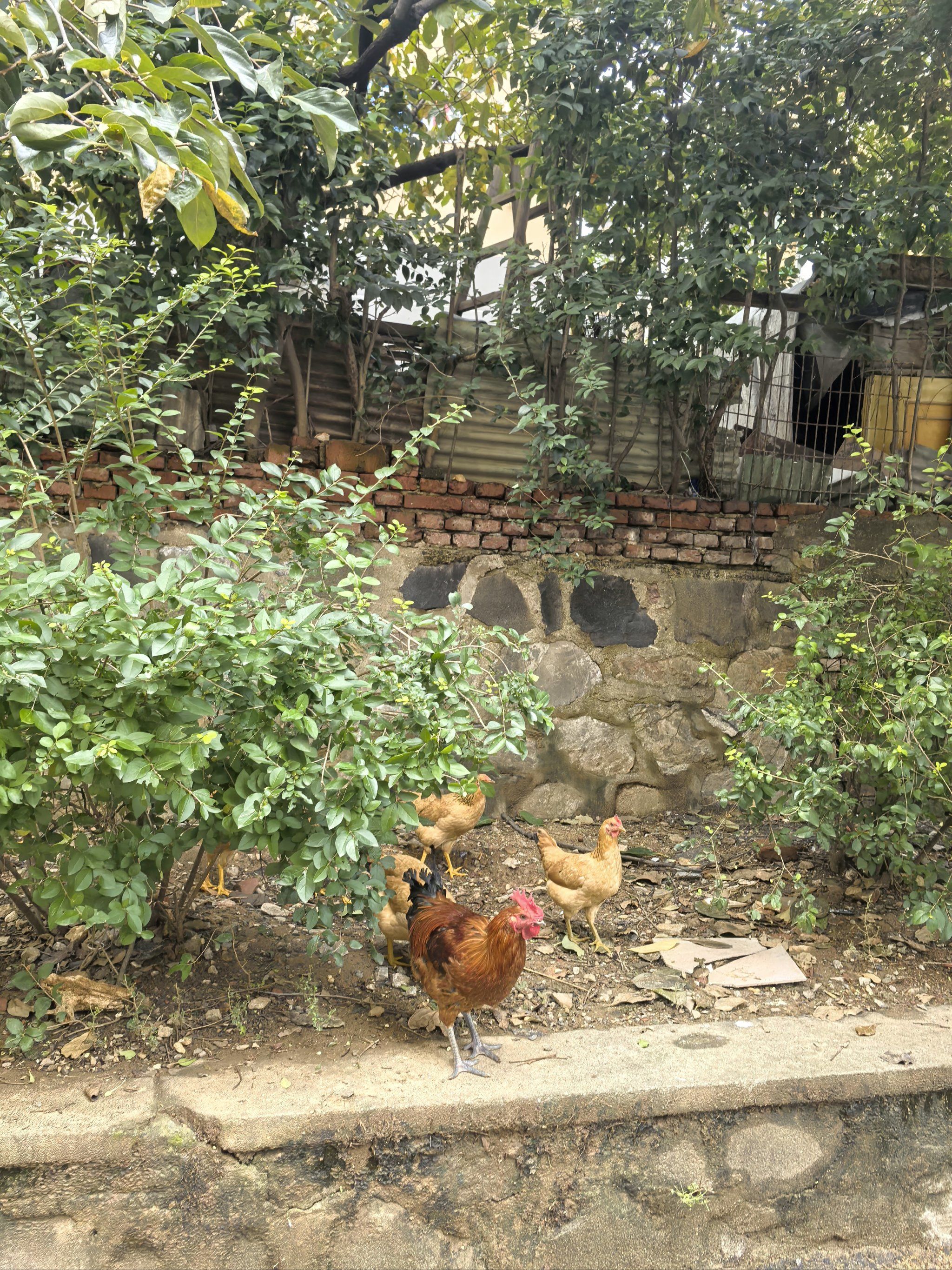 我也很惊讶看到小区里公鸡和一群母鸡大摇大摆,雨后小蜗牛爬上树叶透