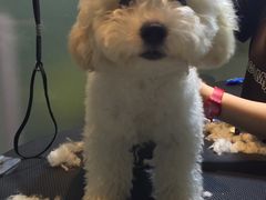 -Oh My Dog宠物沙龙(伊珊娜皮毛护理店)